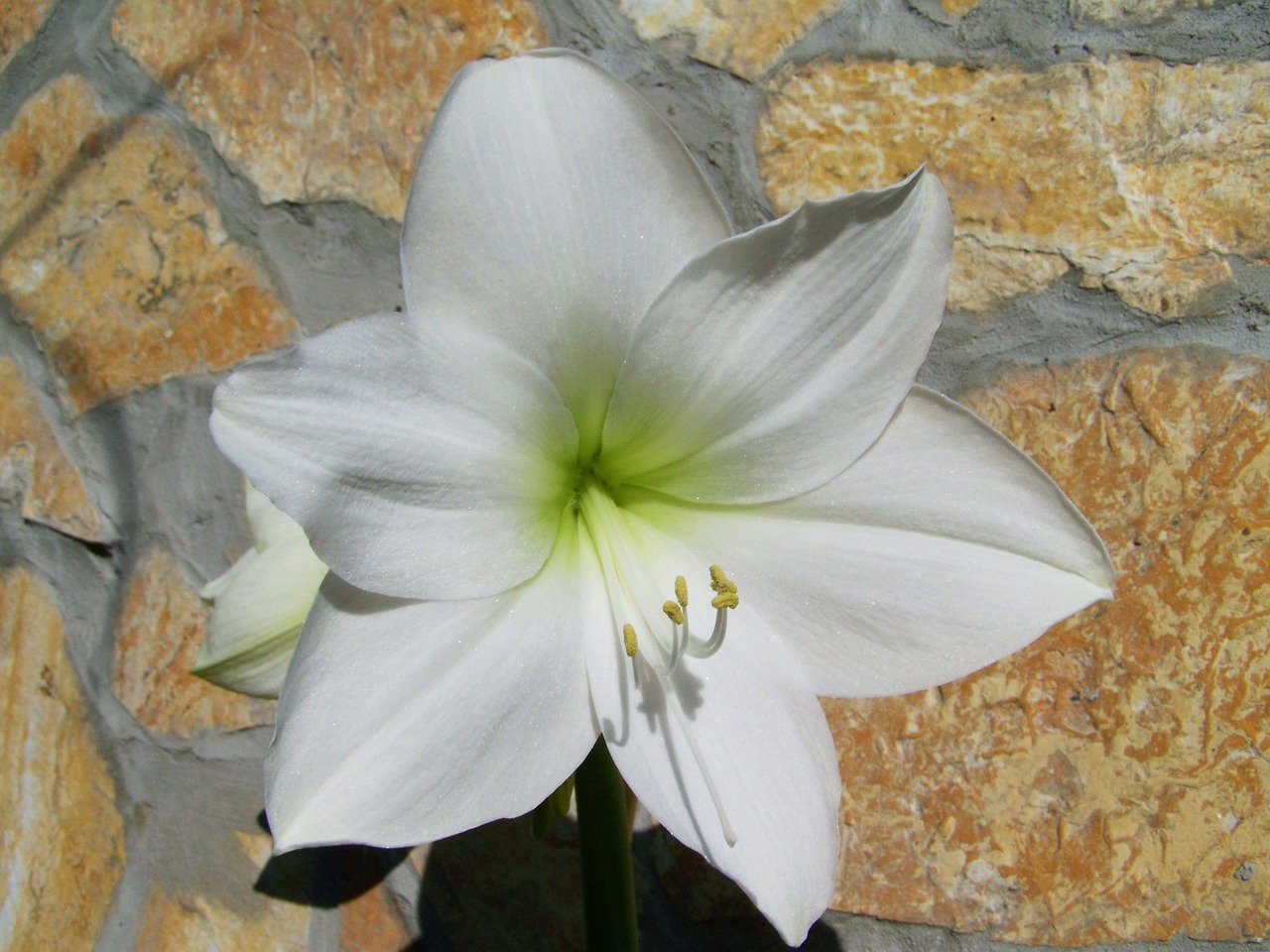 amaryllis white room plant free photo