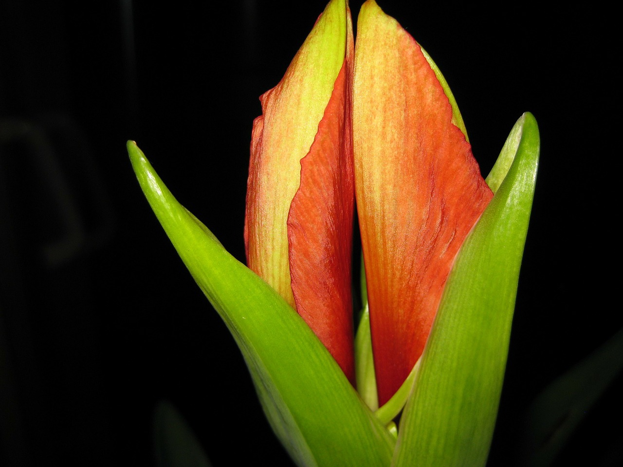 amaryllis flower nature free photo