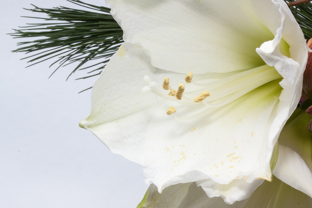 amaryllis flower plant free photo