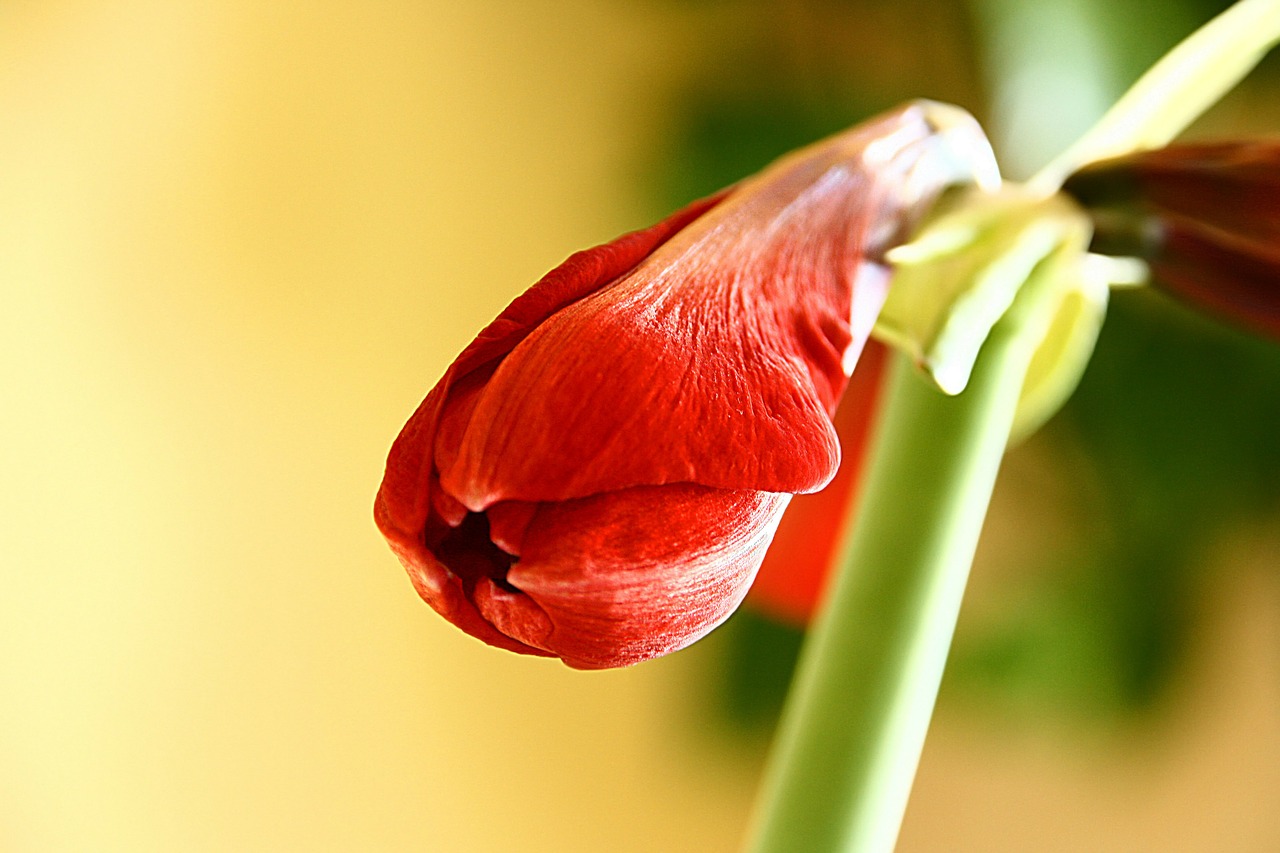 amaryllis flower blossom free photo