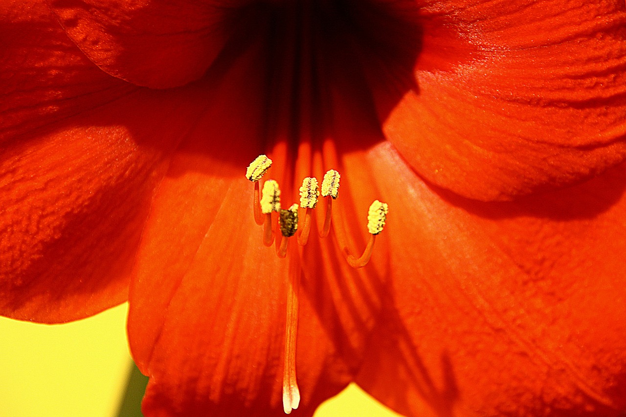 amaryllis flower blossom free photo