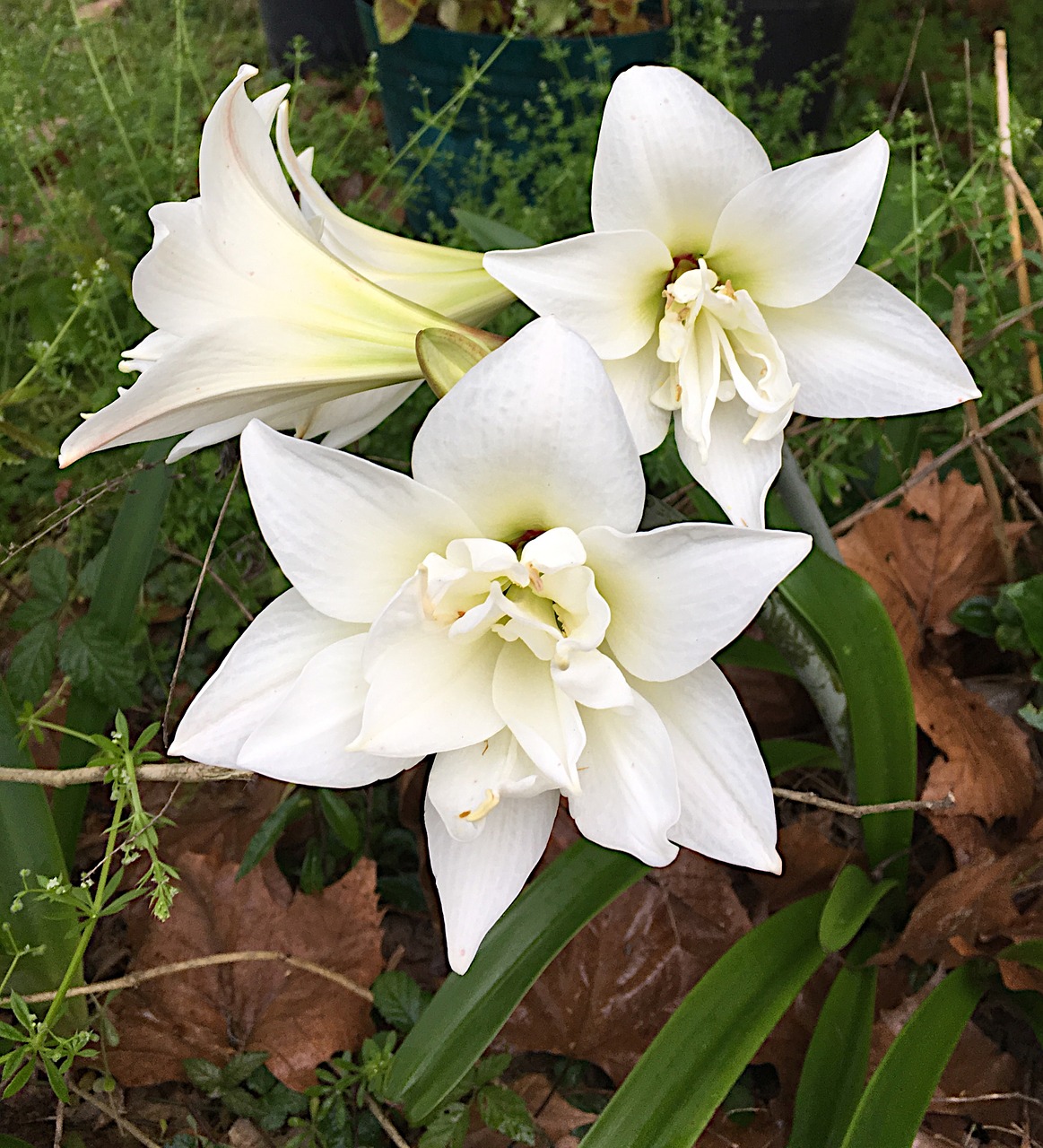 amaryllis blossoms white free photo
