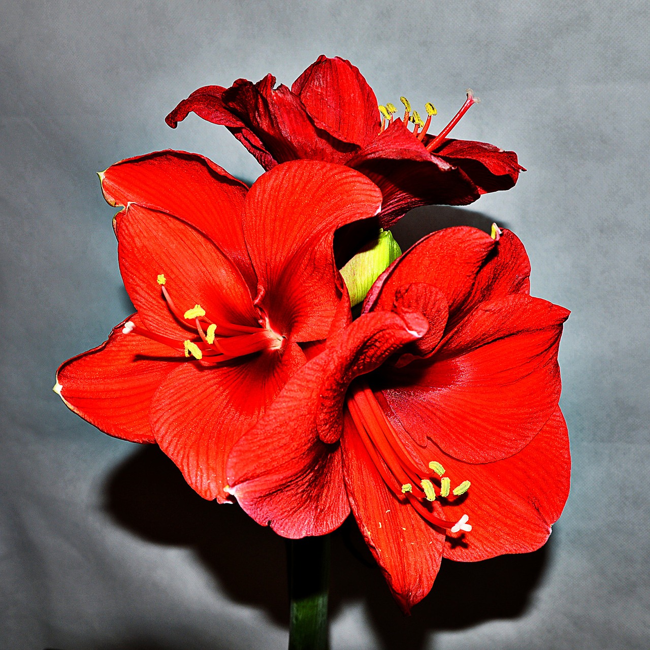 amaryllis red blossom free photo