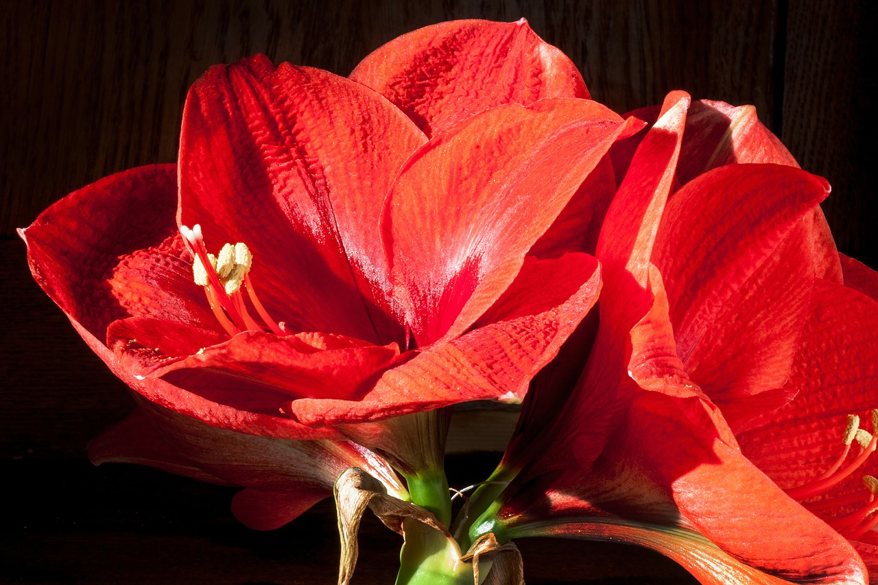 amaryllis red flowers free photo