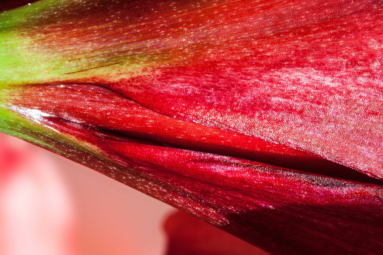 amaryllis red flowers free photo
