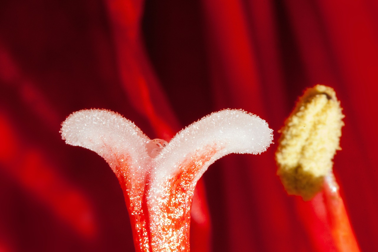 amaryllis red flowers free photo