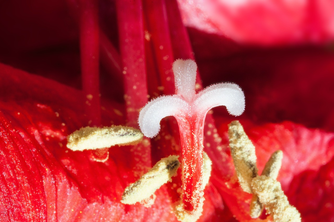 amaryllis red flowers free photo