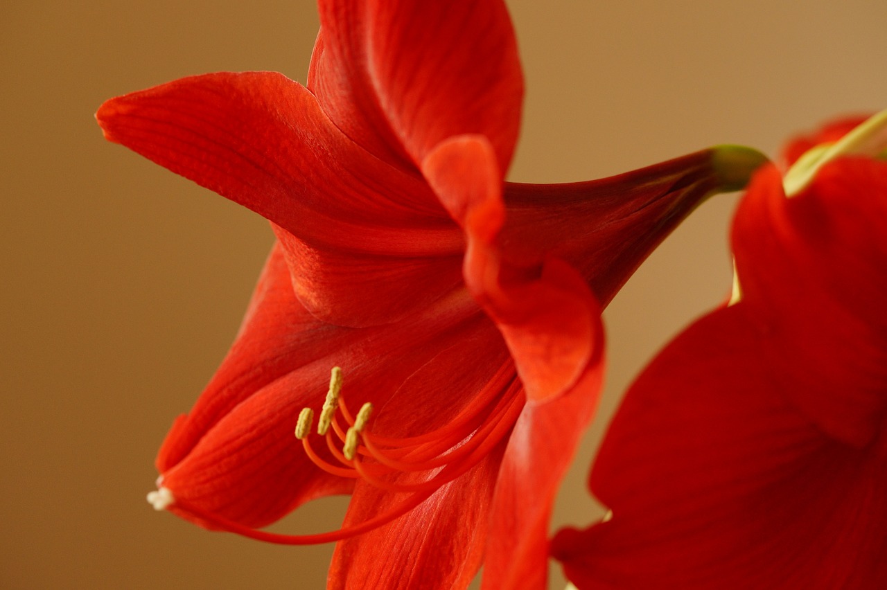amaryllis amaryllis plant flower free photo