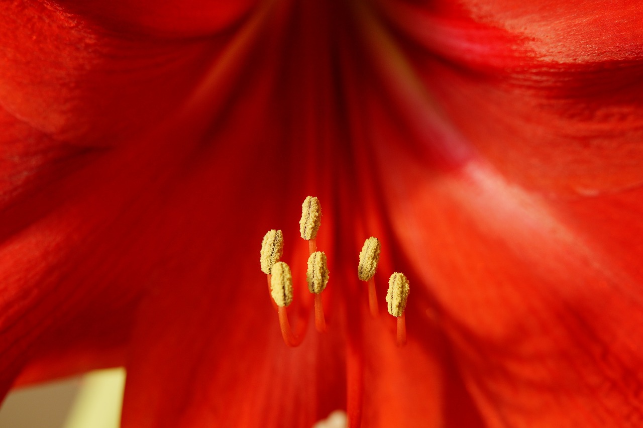 Red close. Амариллис красный. Красный цветок с тычинкой. Красный цветок с желтым пестиком. Тычинки и пестики амариллиса.