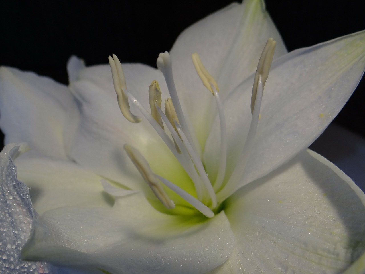 amaryllis amaryllis plant white free photo