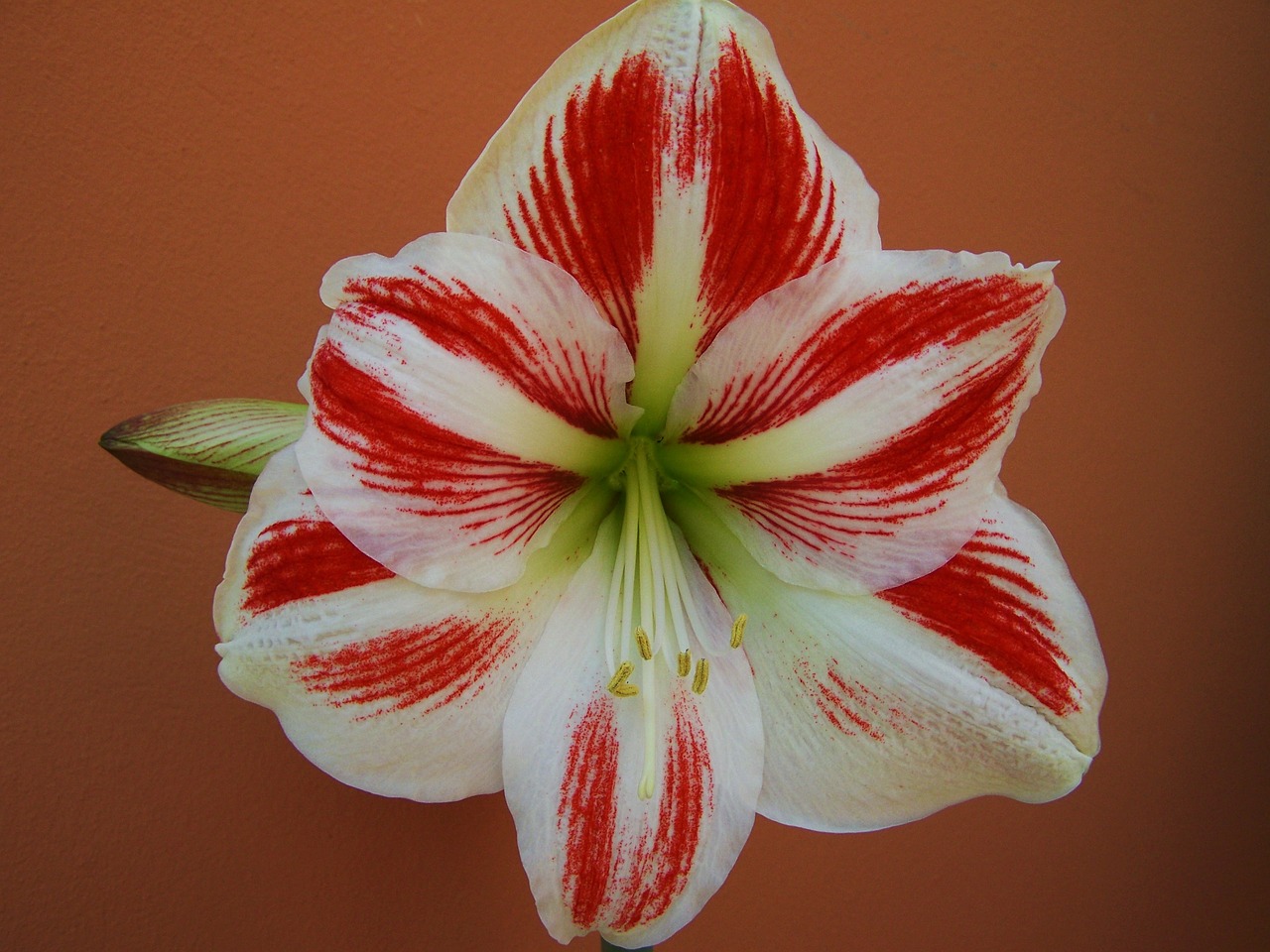 amaryllis red-and-white flowers bulbous plant free photo