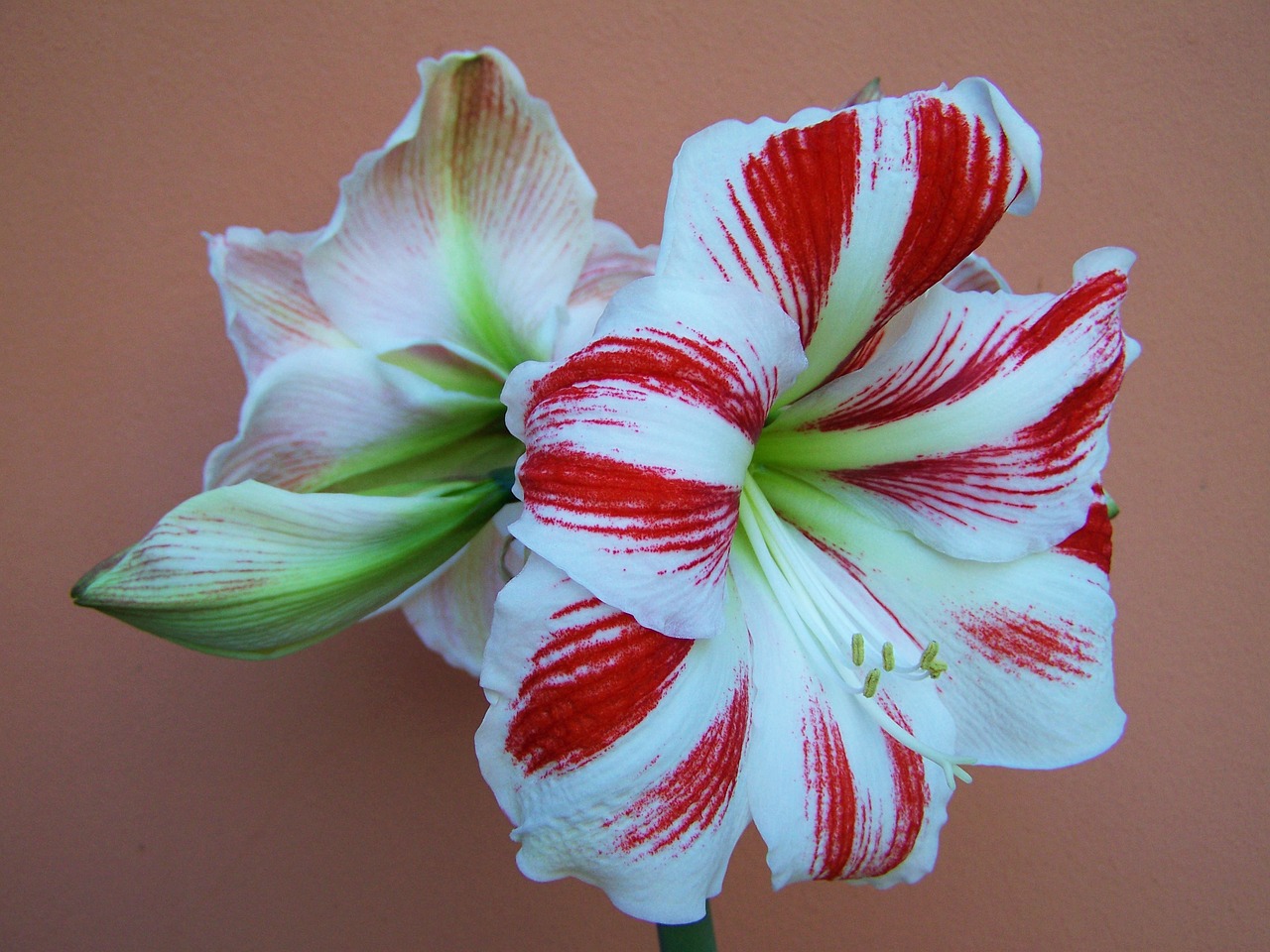 amaryllis red-and-white flowers onion flower free photo