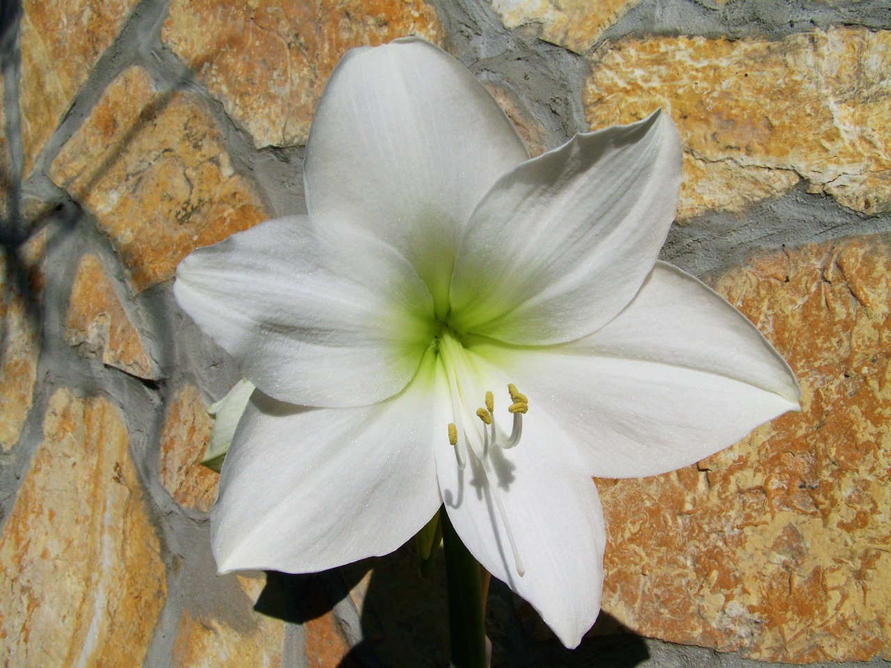 amaryllis white flower bulbous plant free photo