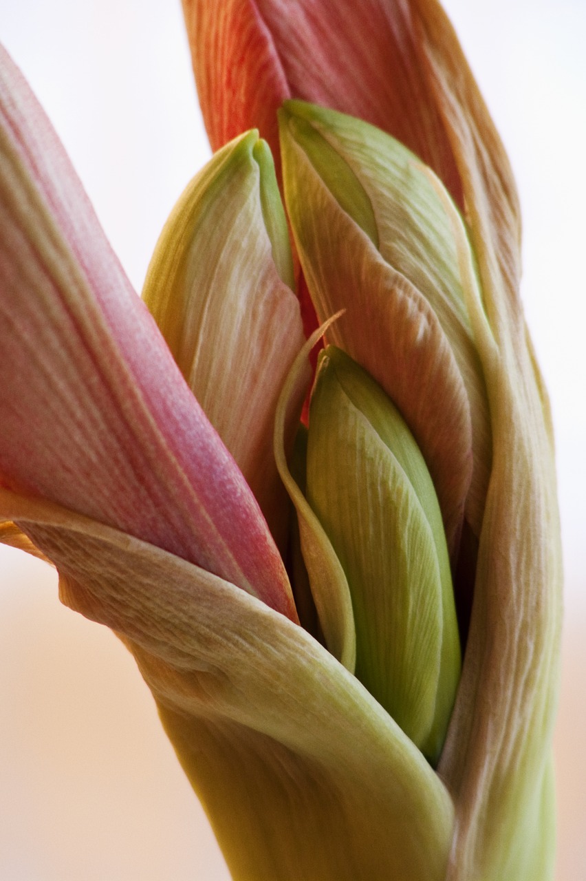 amaryllis button pink free photo