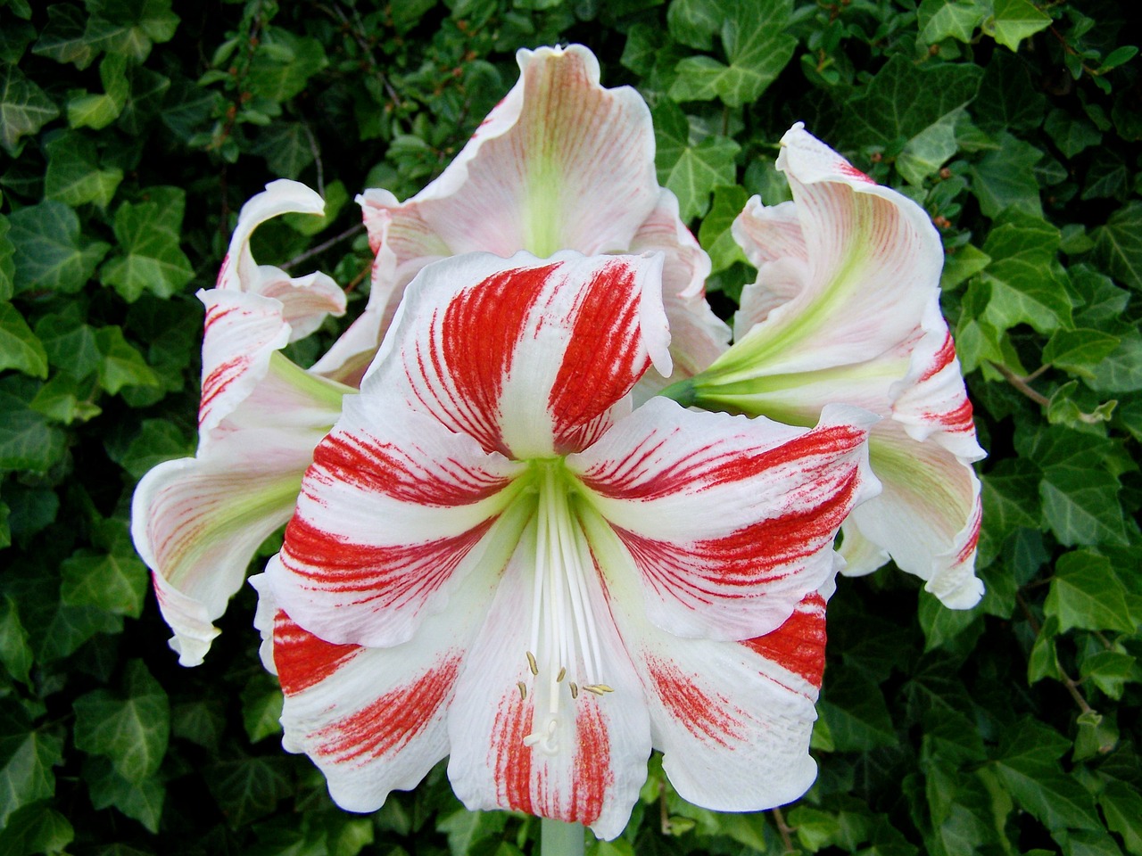 amaryllis red-and-white cone inflorescence free photo
