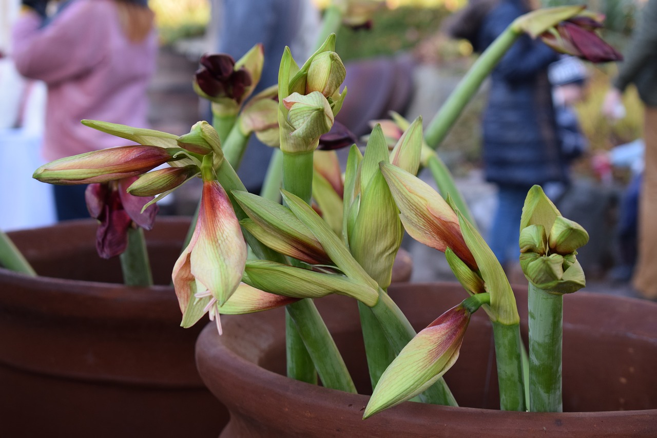 amaryllis christmas merry christmas free photo