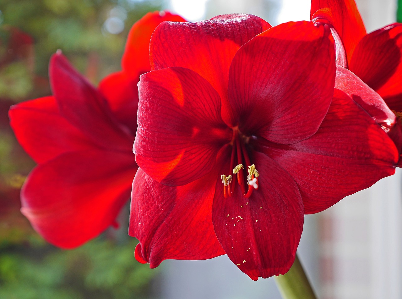 amaryllis flowers christmas free photo