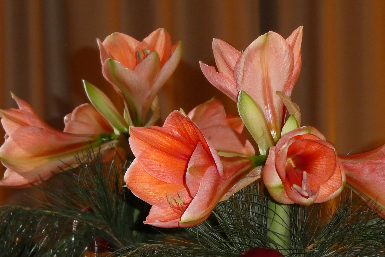 amaryllis mirroring flowers free photo