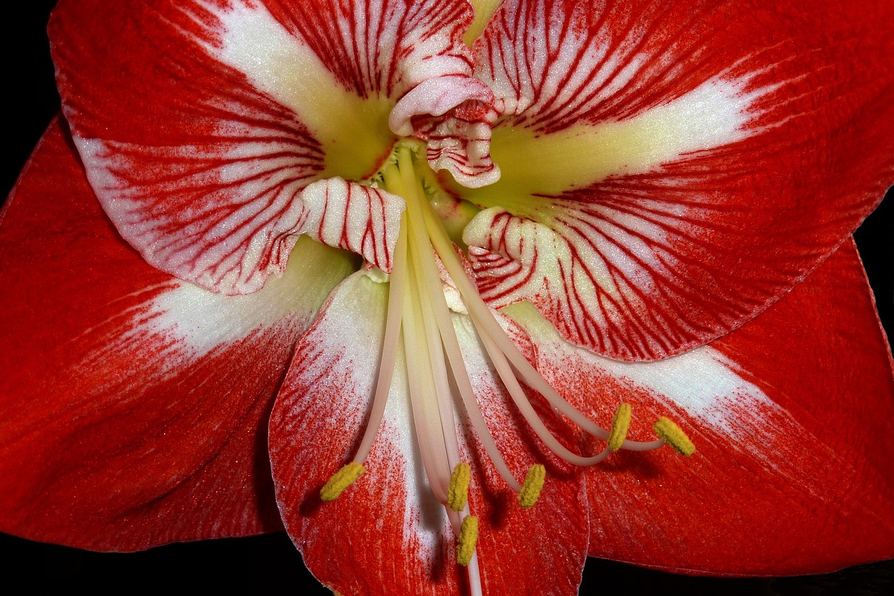 amaryllis flower red free photo