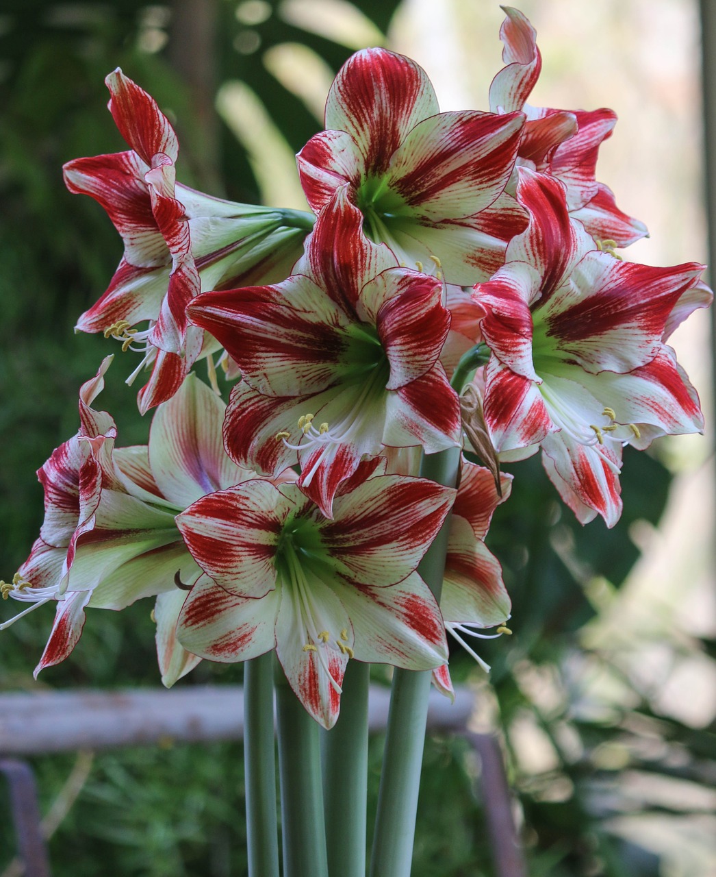 amaryllis  flower  plant free photo