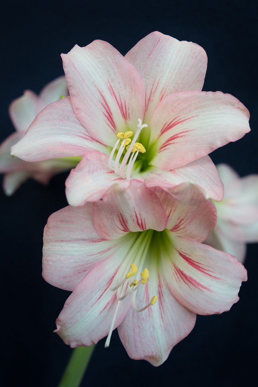 amaryllis  flower  pink free photo