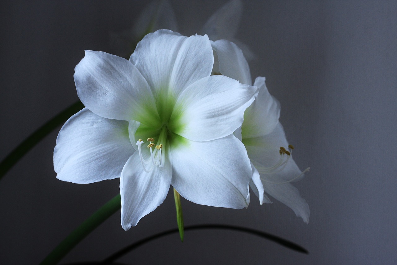 amaryllis  blossom  bloom free photo