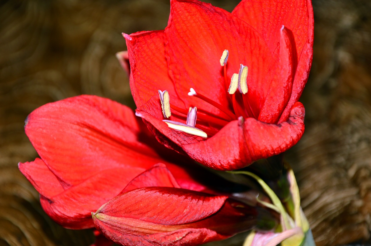 amaryllis  amaryllis plant  blossom free photo