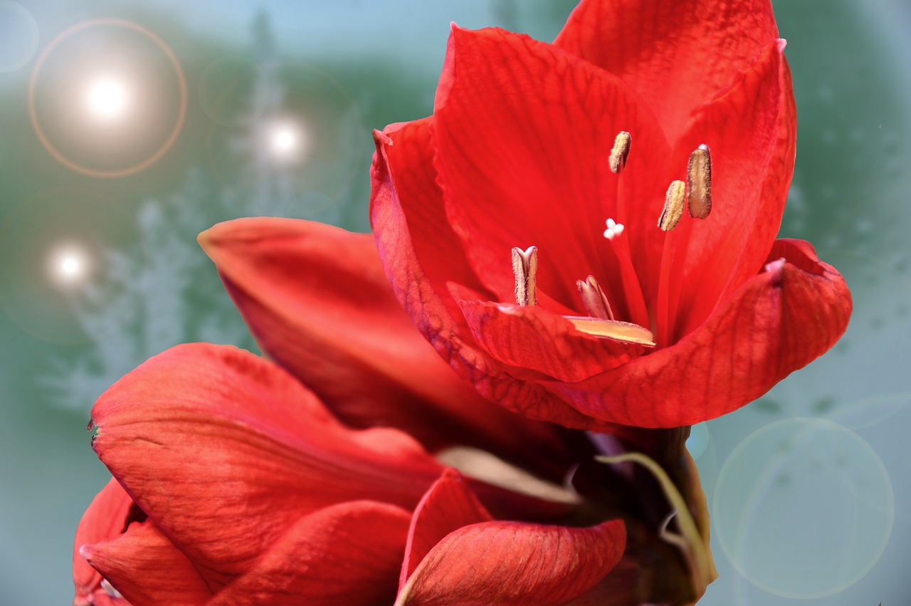 amaryllis  blossom  bloom free photo