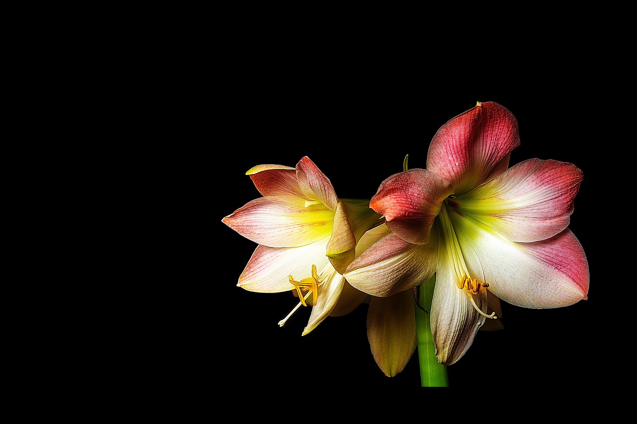 amaryllis  flower  blossom free photo