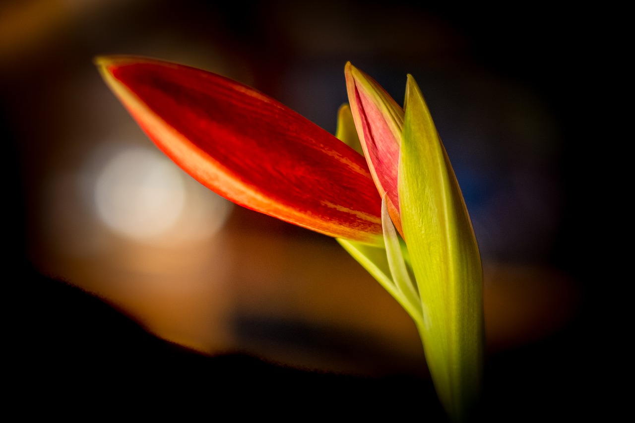 amaryllis  flower  blossom free photo