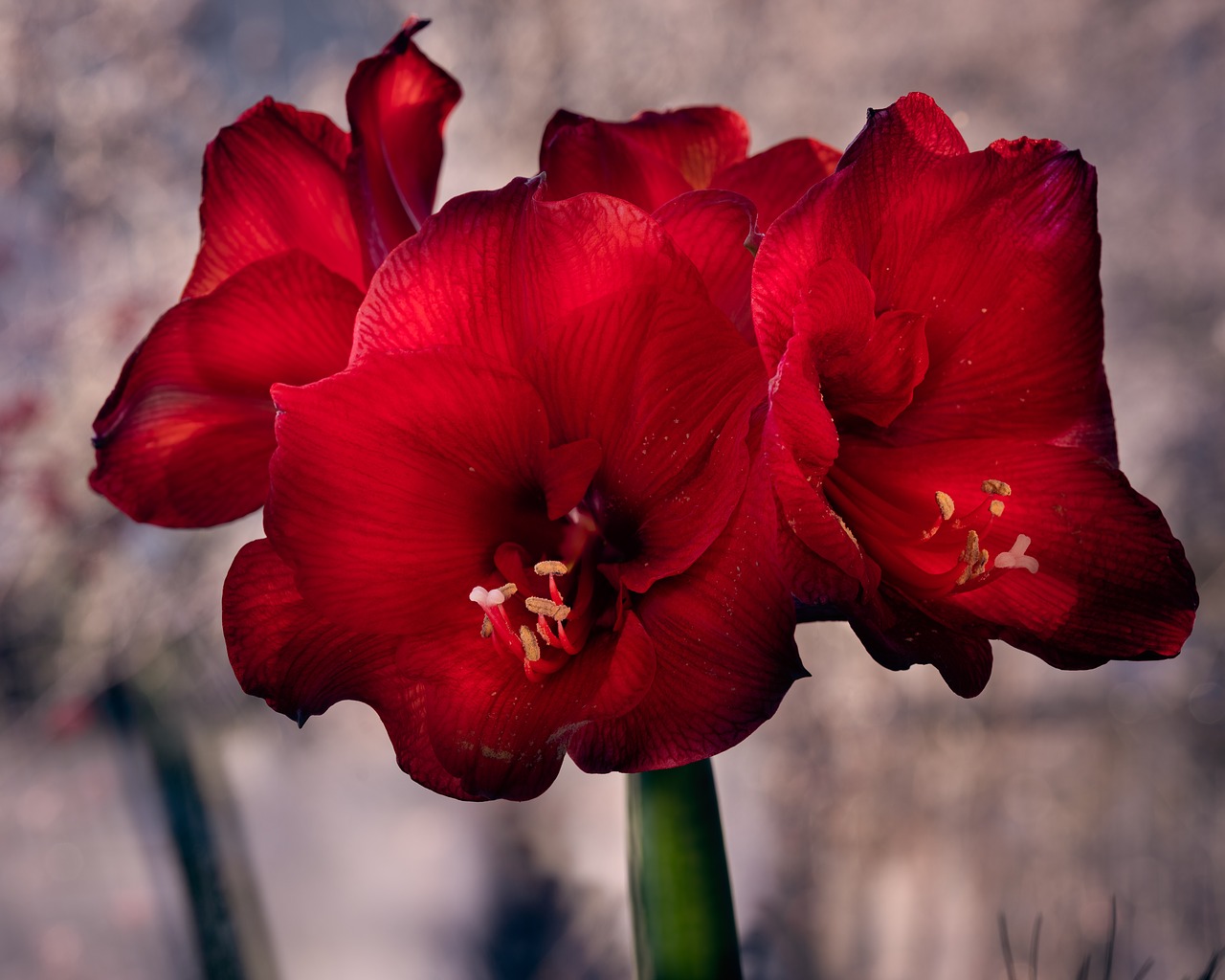 amaryllis  macro  flower free photo