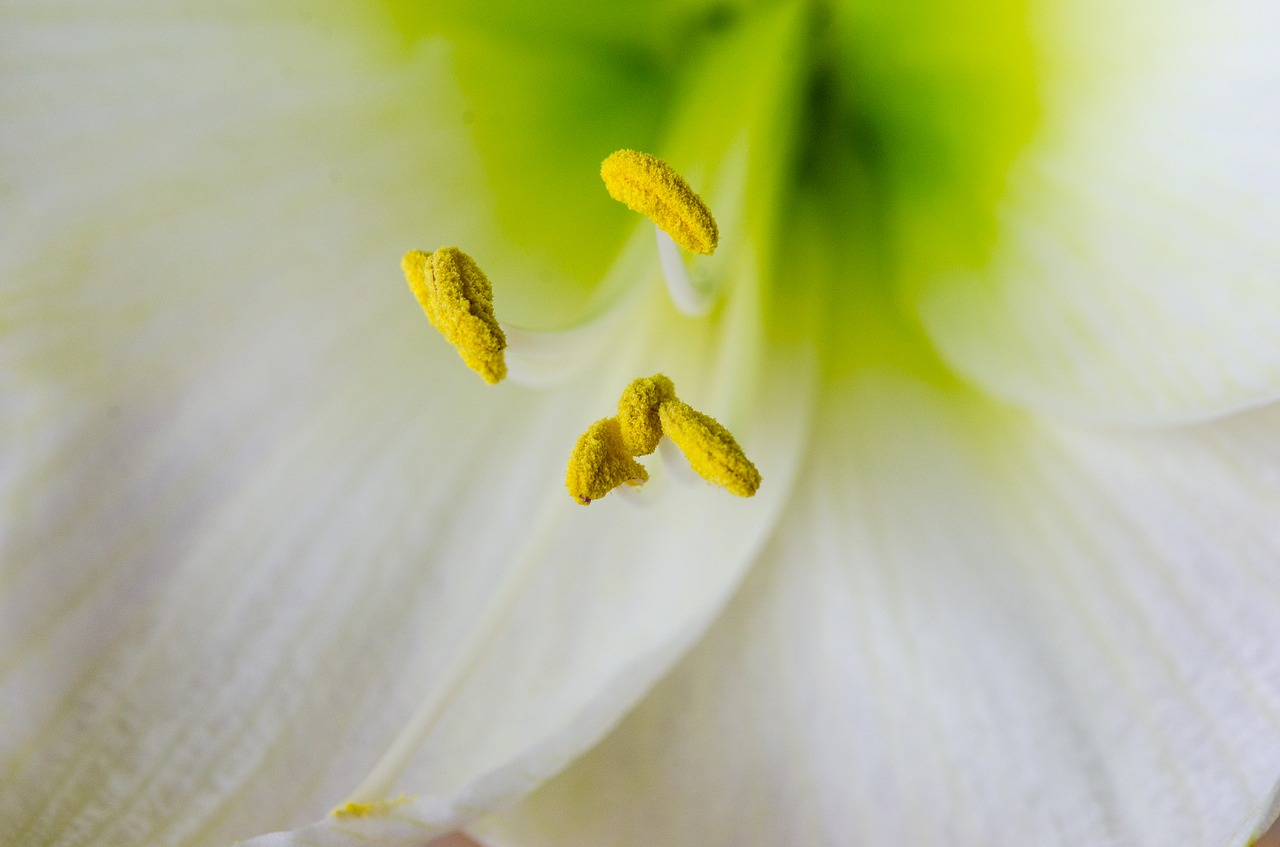 amaryllis  white  blossom free photo