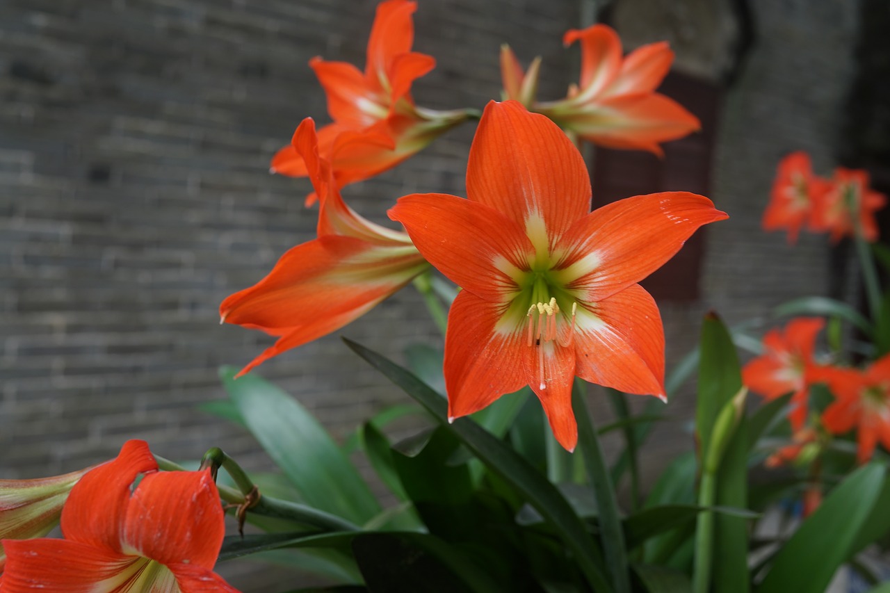 amaryllis  red flower  china flower bulbs free photo