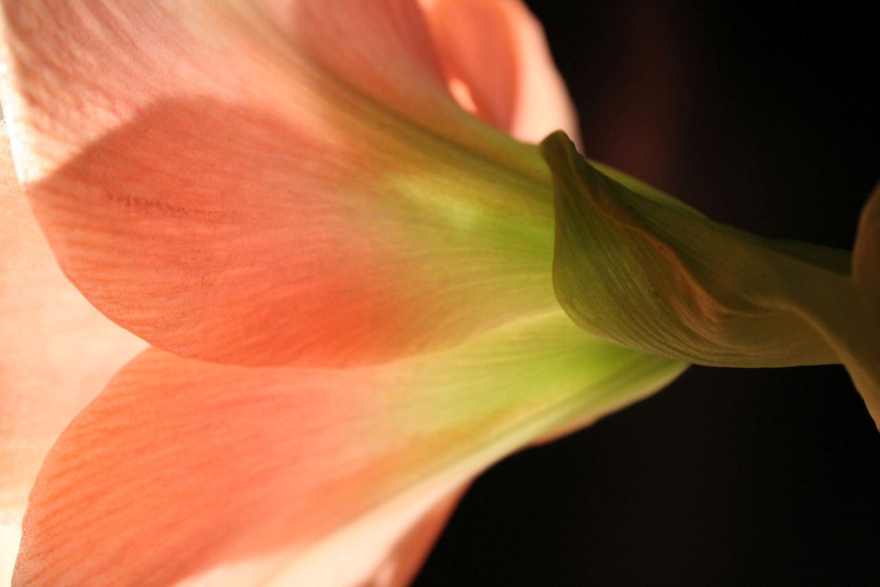 amaryllis  blossom  bloom free photo