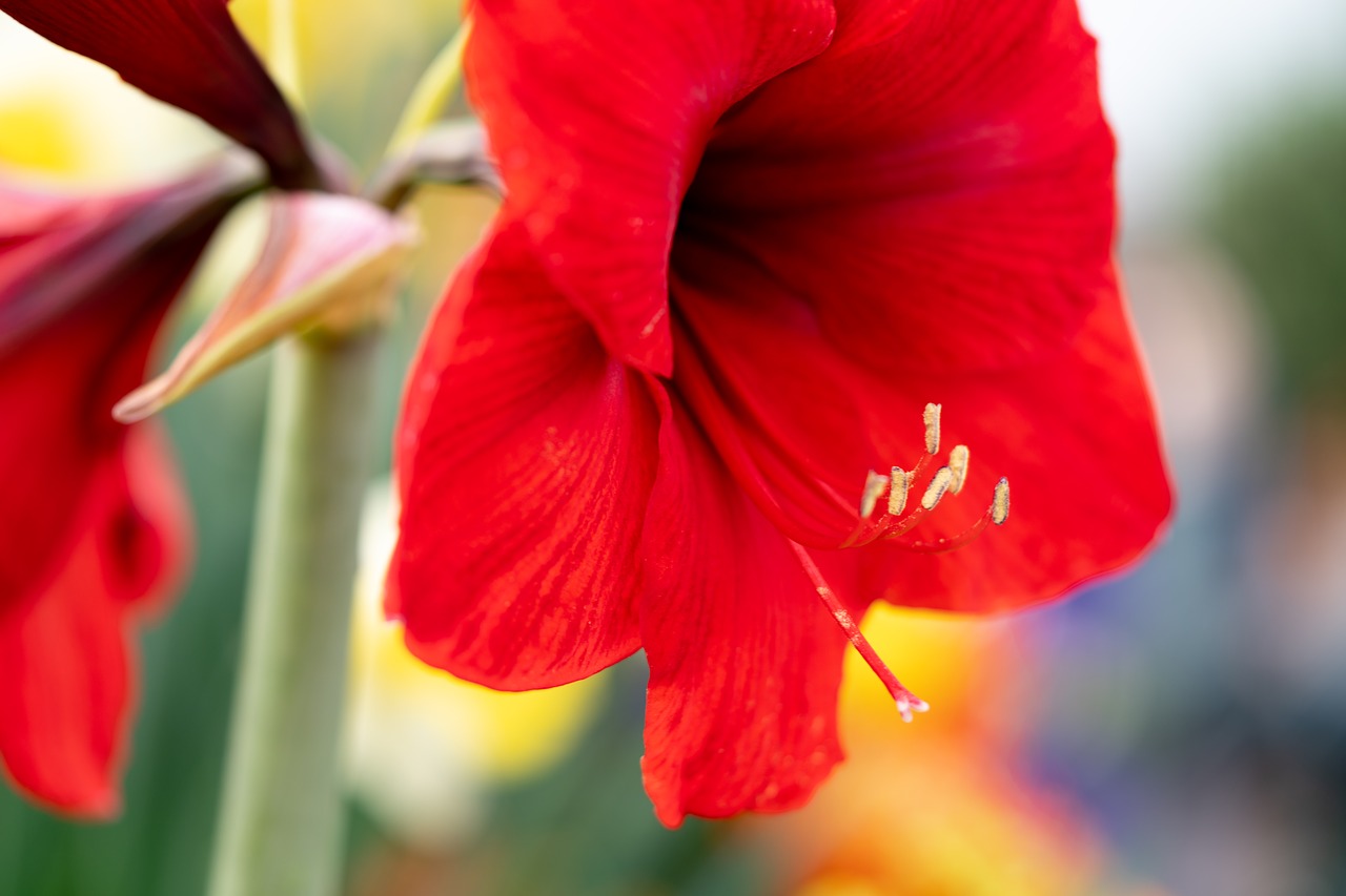 amaryllis  flowers  macro free photo