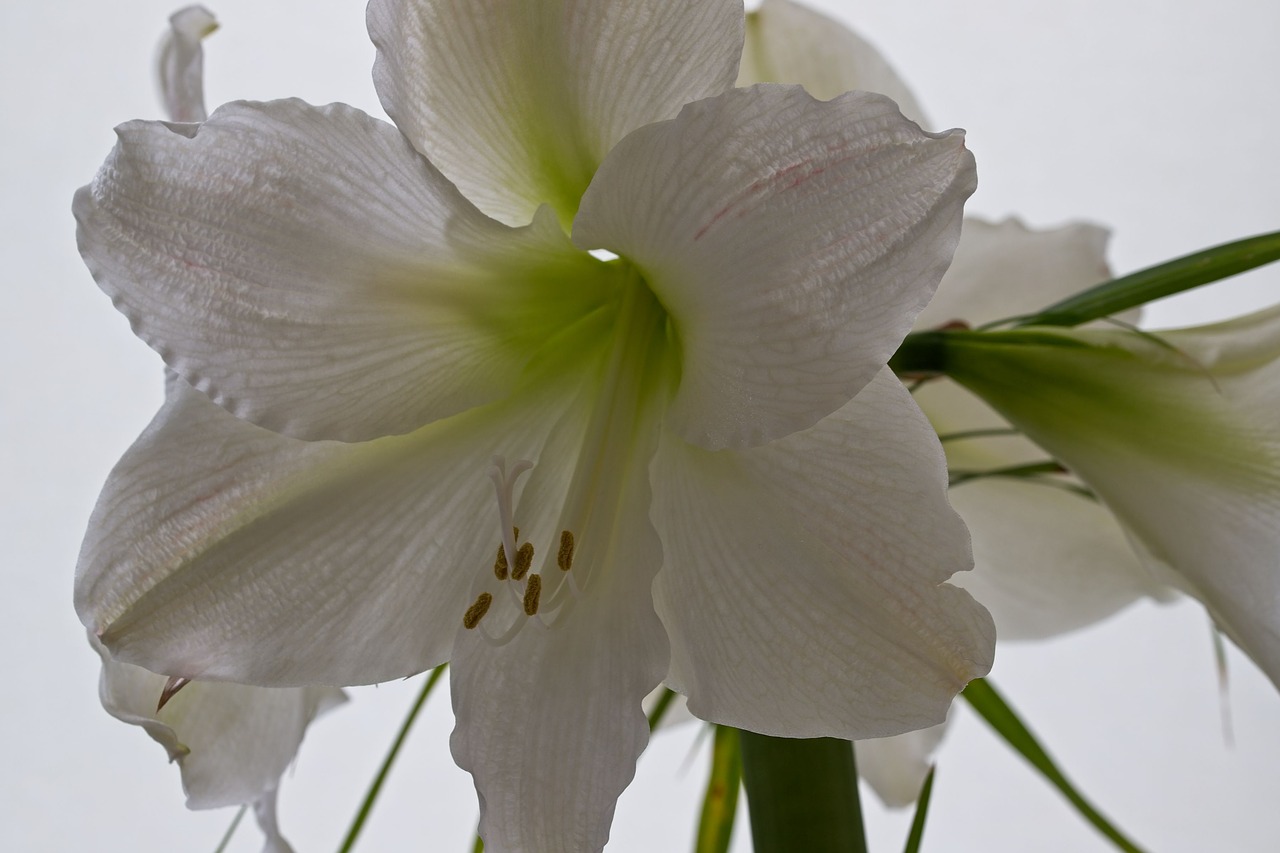 amaryllis  flower  white free photo