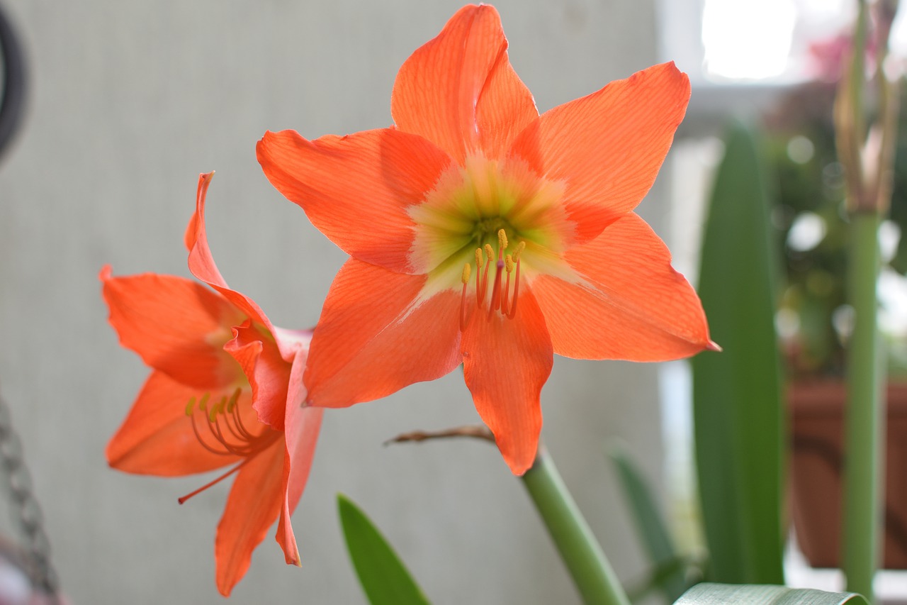 amaryllis  flower  nature free photo