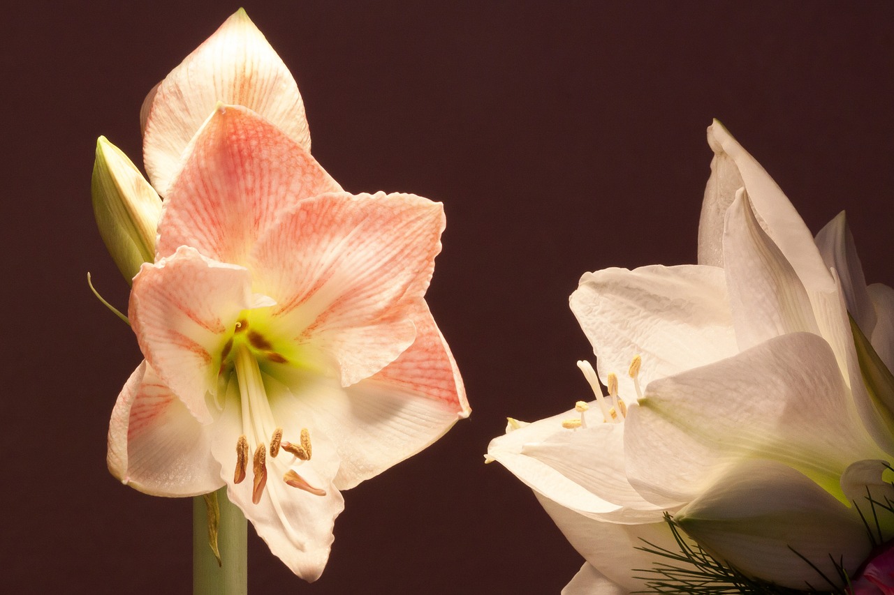 amaryllis white pink free photo