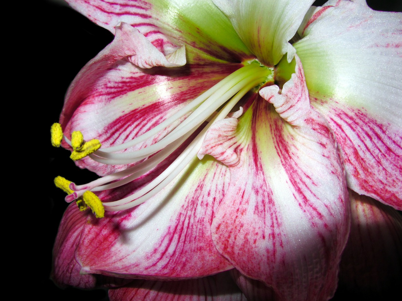 amaryllis flower close free photo