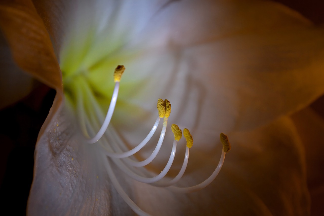 amaryllis macro blossom free photo