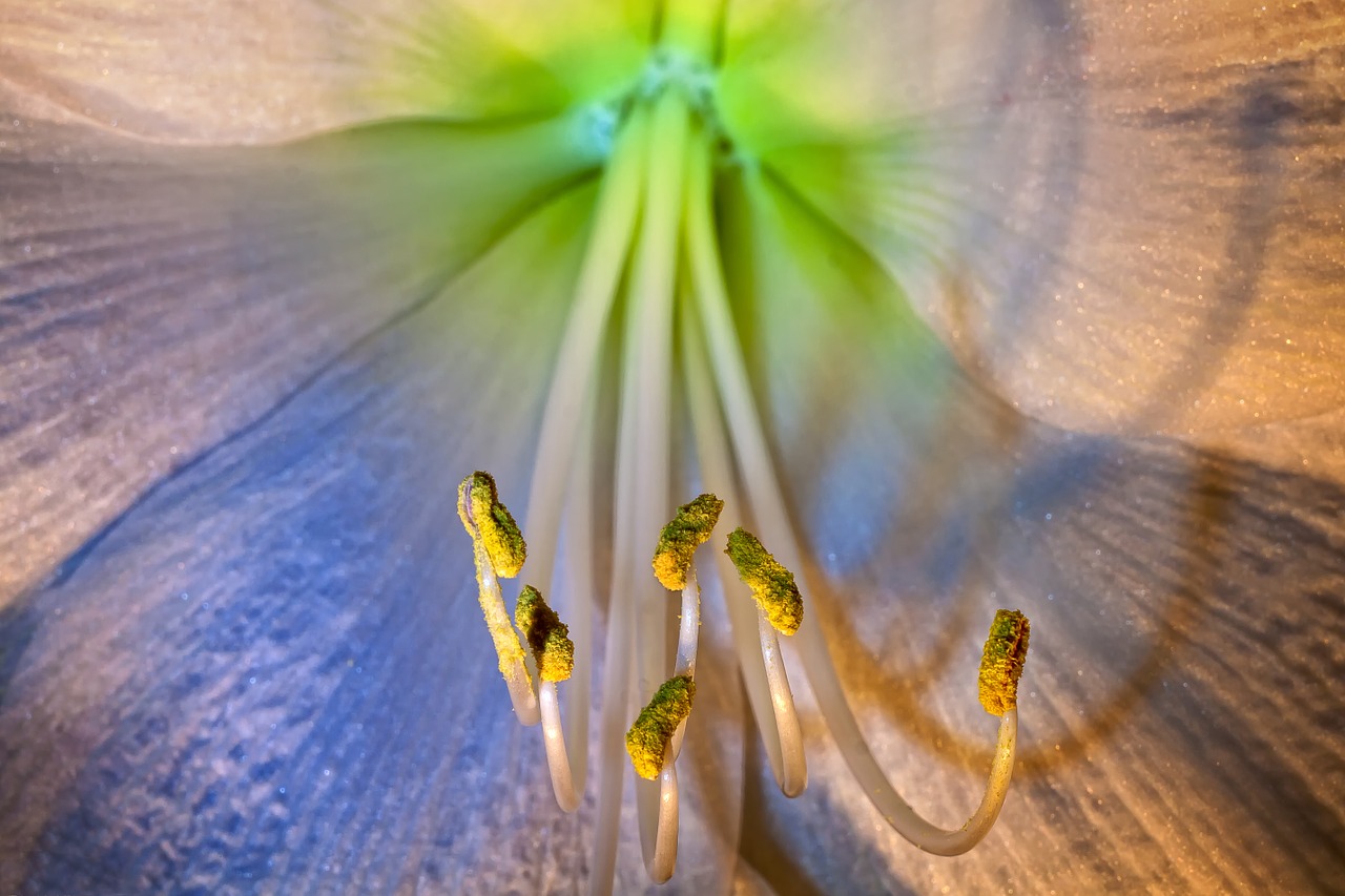 amaryllis macro blossom free photo