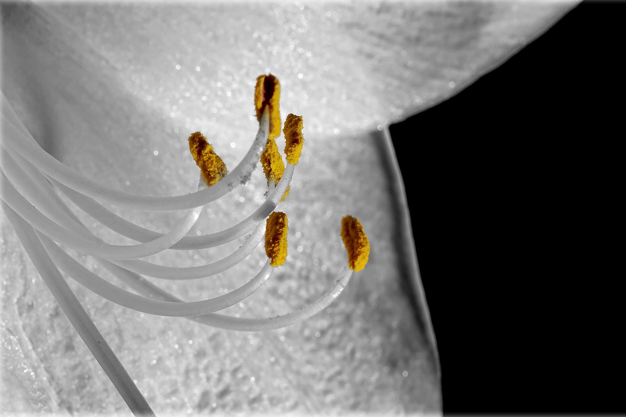 amaryllis macro blossom free photo