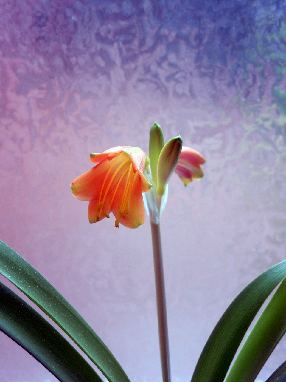 amaryllis blossom bloom free photo