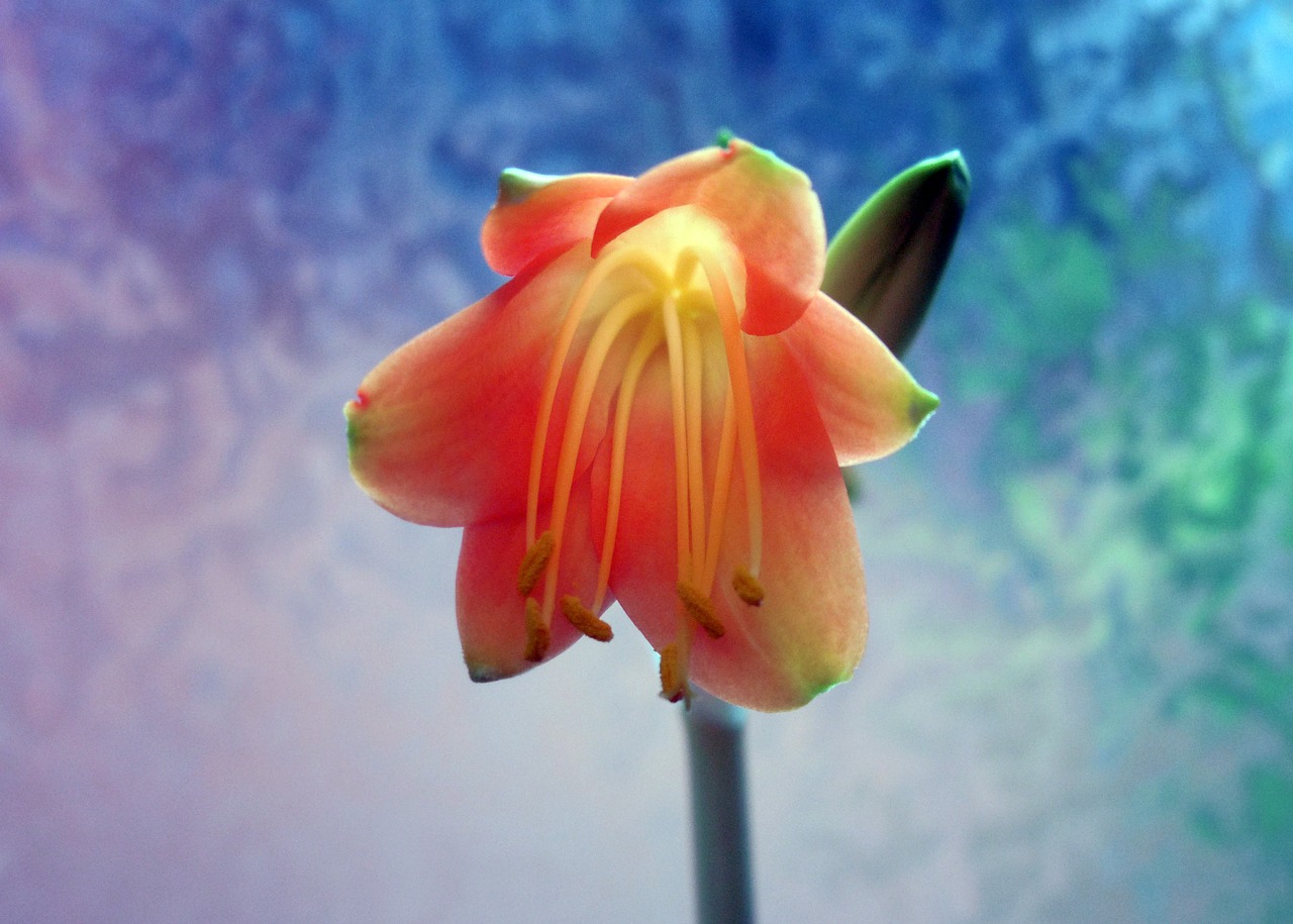 amaryllis blossom bloom free photo