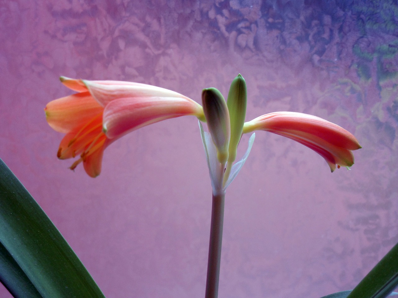 amaryllis blossom bloom free photo