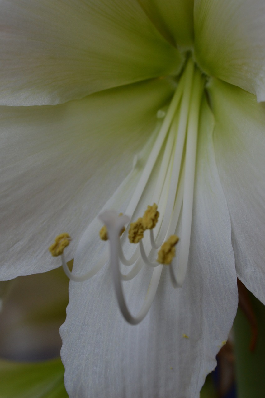 amaryllis flower white free photo