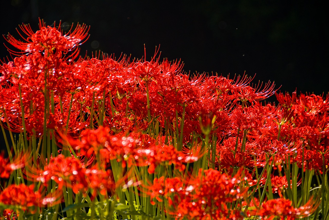 amaryllis red spider lily free photo