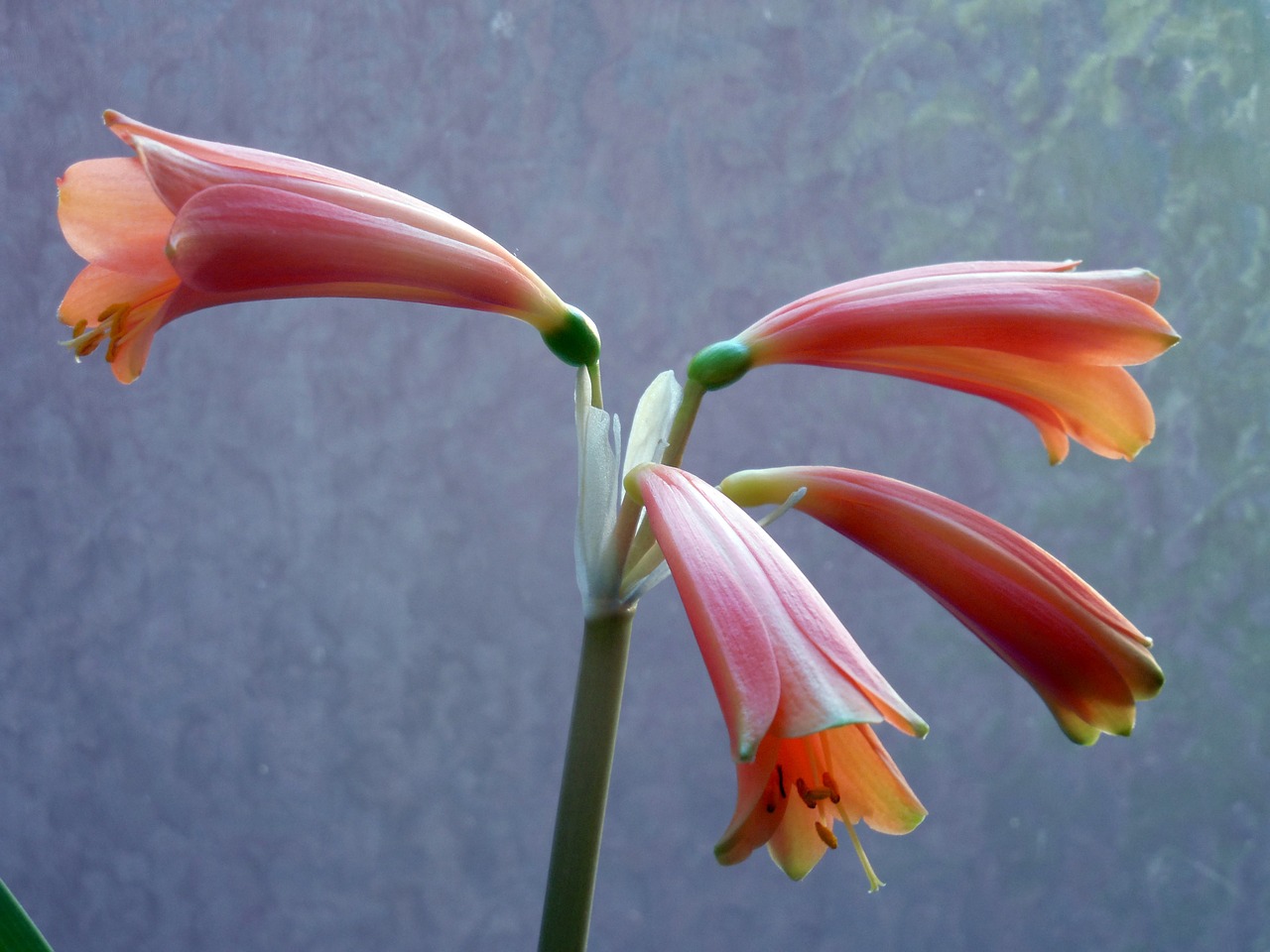 amaryllis blossom bloom free photo