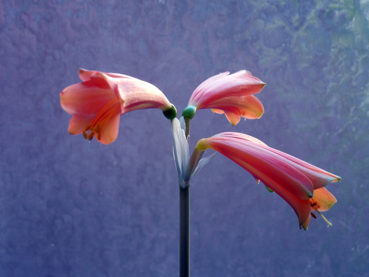 amaryllis blossom bloom free photo