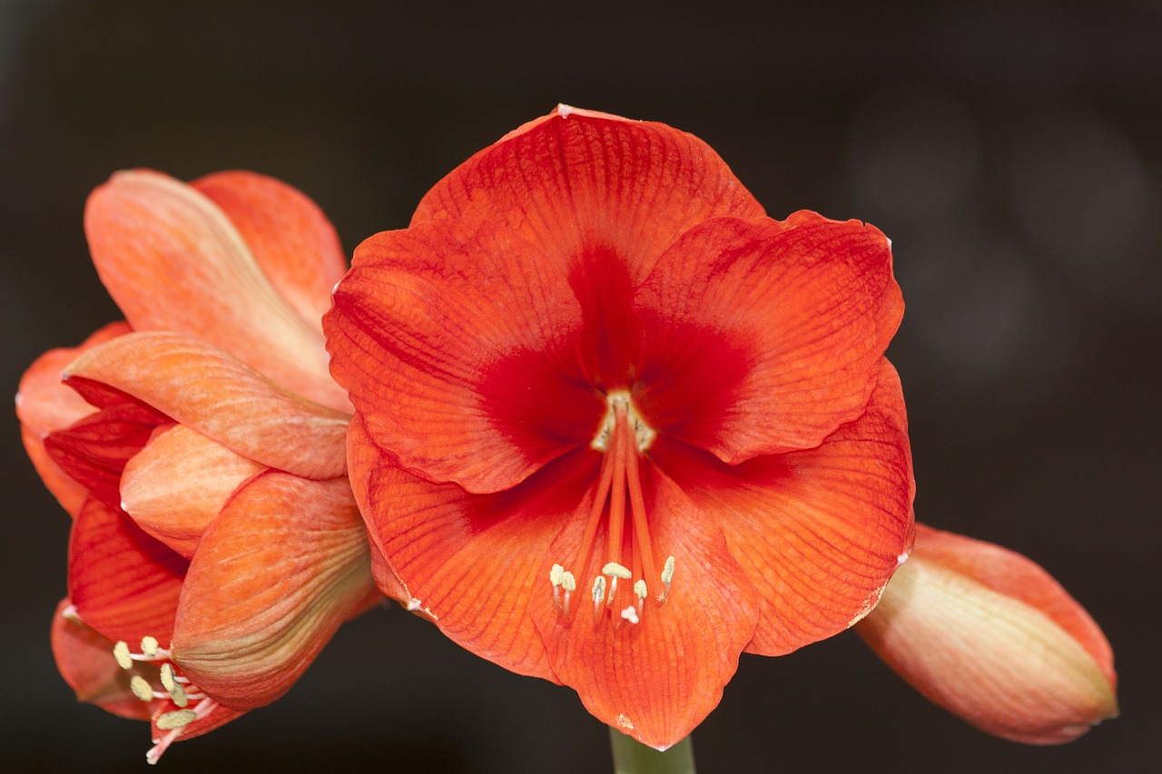 amaryllis flower plant free photo